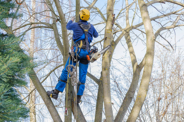 How Our Tree Care Process Works  in  Cross Roads, TX