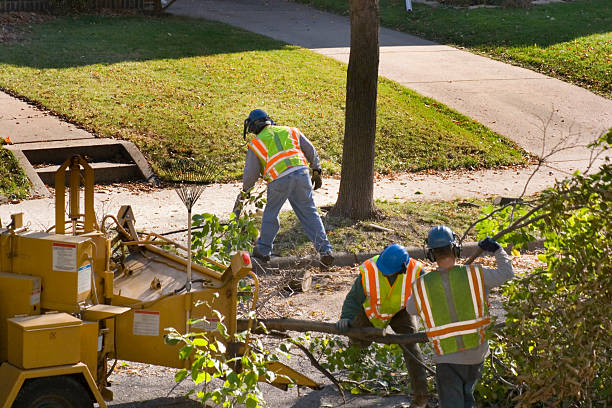 Reliable Cross Roads, TX Tree Removal Solutions